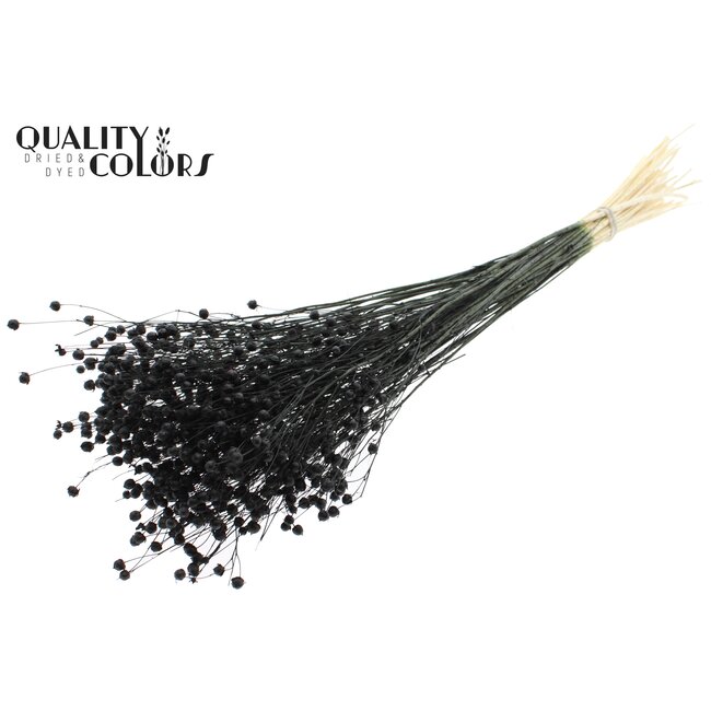 Dried Flax | Colour: Intense Black | Linum Dried Flowers | Length ± 70 centimetres | Weight 100 grams | Per bunch