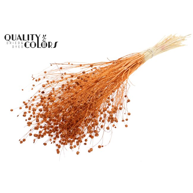 Dried Flax | Colour: Intense Terracotta | Linum Dried Flowers | Length ± 70 centimetres | Weight 100 grams | Per bunch