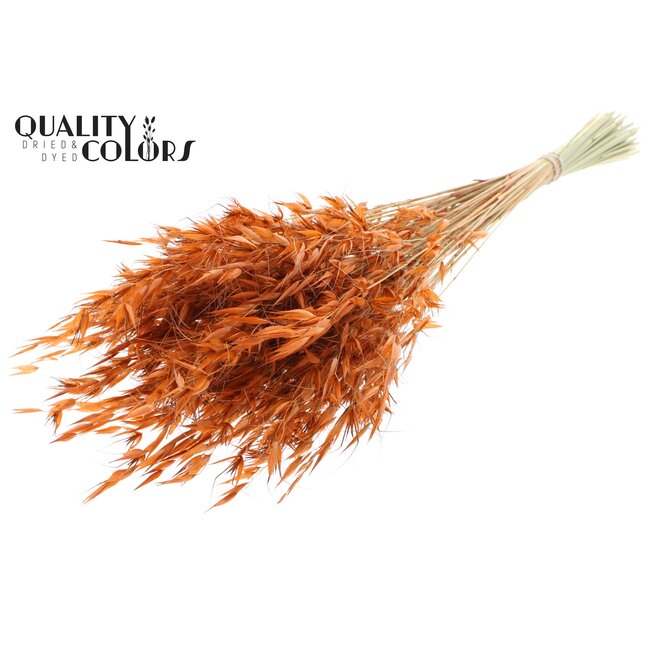 Dried Wild Oats | Colour: Terracotta | Wild Avena Dried Flowers | Length ± 70 centimetres | Weight 100 grams | Per bunch