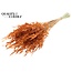 Gedroogde Wilde Haver | Kleur: Terracotta | Wilde Avena Droogbloemen | Lengte ± 70 centimeter | Gewicht 100 gram | Per bos