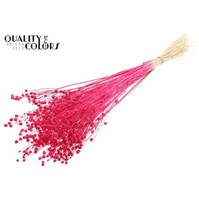 Dried Flax | Colour: Intense Cherry Red | Linum Dried Flowers | Length ± 70 centimetres | Weight 100 grams | Per bunch