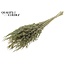 Dried Wild Oats | Colour: Olive Green | Wild Avena Dried Flowers | Length ± 70 centimetres | Weight 100 grams | Per bunch