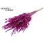 Dried Wild Oats | Colour: Lilac | Wild Avena Dried Flowers | Length ± 70 centimetres | Weight 100 grams | Per bunch