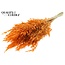 Dried Wild Oats | Colour: Orange | Wild Avena Dried Flowers | Length ± 70 centimetres | Weight 100 grams | Per bunch