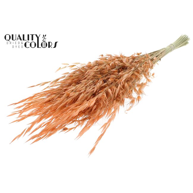 Dried Wild Oats | Colour: Frosted Salmon | Wild Avena Dried Flowers | Length ± 70 centimetres | Weight 100 grams | Per bunch