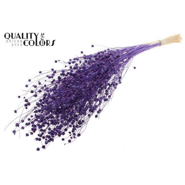 Dried Flax | Colour: Intense Purple | Linum Dried Flowers | Length ± 70 centimetres | Weight 100 grams | Per bunch