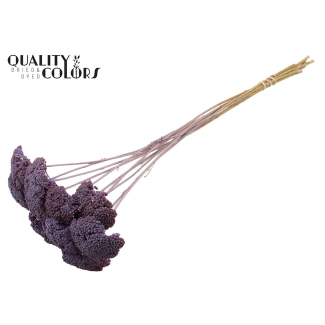 Dried Yarrow | Colour: Frosted Milka Purple | Achillea Dried Flowers | Length ± 60 centimetres | 15 stems per bunch | Per bunch
