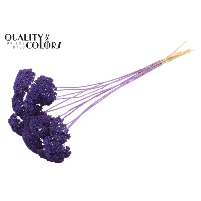 Dried Yarrow | Colour: Frosted Purple | Achillea Dried Flowers | Length ± 60 centimetres | 15 stems per bunch | Per bunch