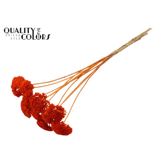 Gedroogd Duizendblad | Kleur: Oranje | Achillea Droogbloemen | Lengte ± 60 centimeter | 15 stelen per bos | Per bos