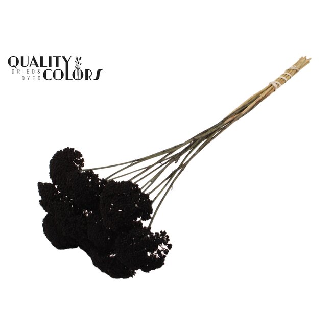 Dried Yarrow | Colour: Black | Achillea Dried Flowers | Length ± 60 centimetres | 15 stems per bunch | Per bunch