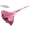 Dried Palm Spear Heart-Shaped | Colour: Light Pink | Length ± 45 centimetres | Per 10 stems