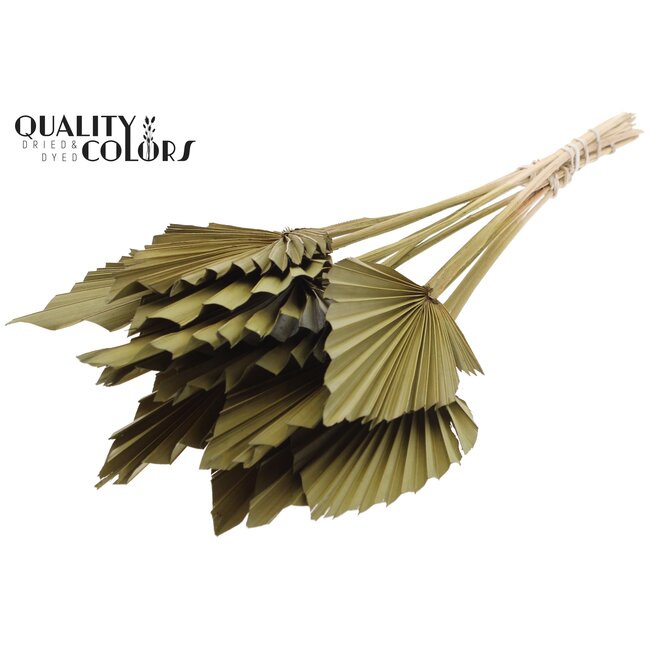 Dried Palm Spear | Colour: Olive Green | Spear-shaped Palm Leaves | Length ± 50 centimetres | Per 10 stems