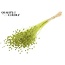 Dried Flax | Colour: Intense Light Green | Linum Dried Flowers | Length ± 70 centimetres | Weight 100 grams | Per bunch