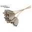 Dried Palm Spear Heart-Shaped | Colour: White | Length ± 45 centimetres | Per 10 stems