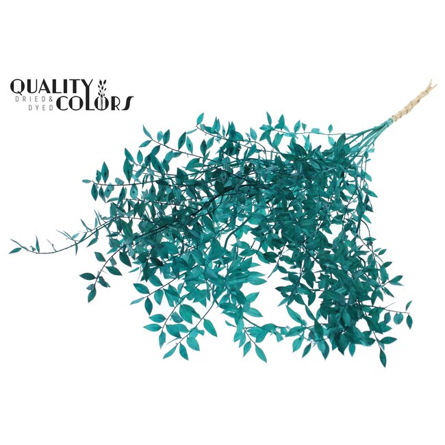 Dried Ruscus | Colour: Turquoise | Ruscus Dried Flowers | Length ± 70 centimetres | 10 stems per bunch | Per bunch