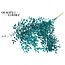 Gedroogde Ruscus | Kleur: Turquoise | Ruscus Droogbloemen | Lengte ± 70 centimeter | 10 takken per bos | Per bos