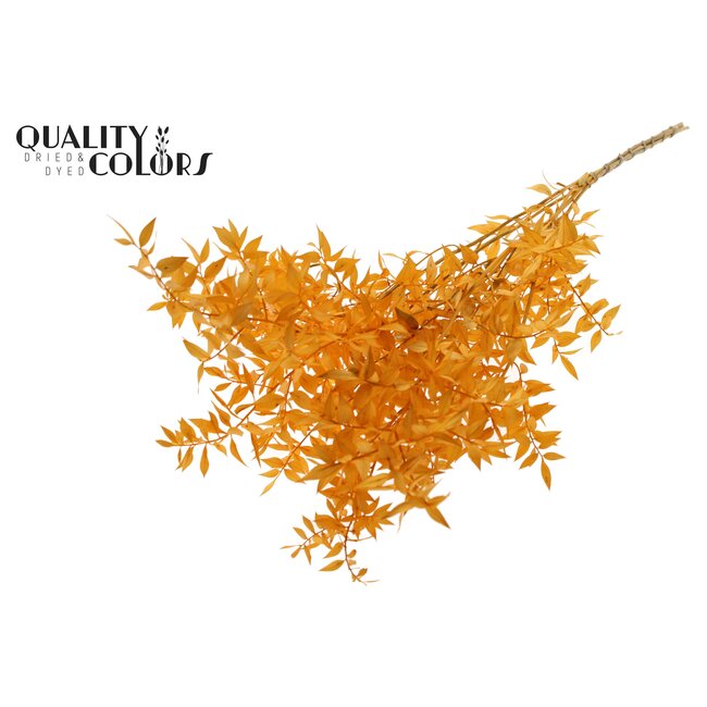 Dried Ruscus | Colour: Apricot | Ruscus Dried Flowers | Length ± 70 centimetres | 10 stems per bunch | Per bunch