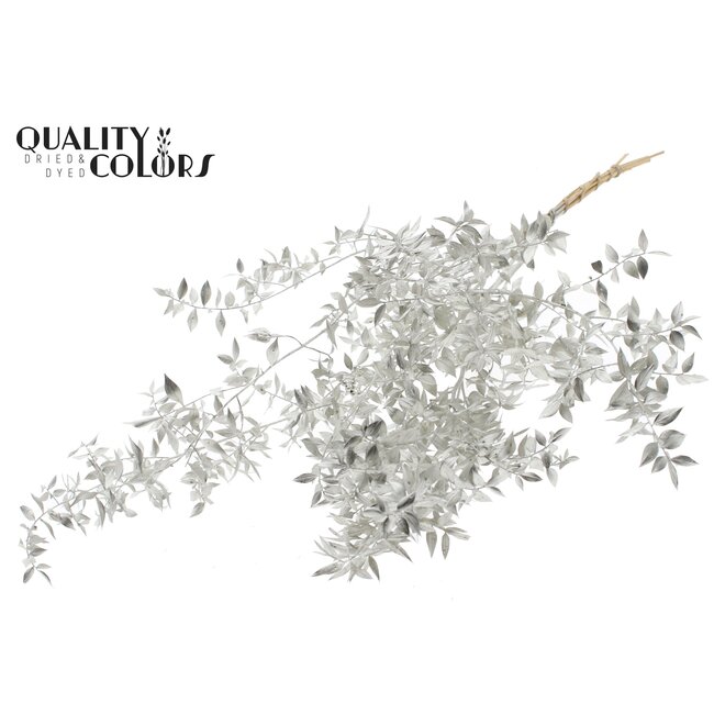 Dried Ruscus | Colour: Platinum | Ruscus Dried Flowers | Length ± 70 centimetres | 10 stems per bunch | Per bunch