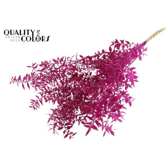 Gedroogde Ruscus | Kleur: Lilakleurig | Ruscus Droogbloemen | Lengte ± 70 centimeter | 10 takken per bos | Per bos