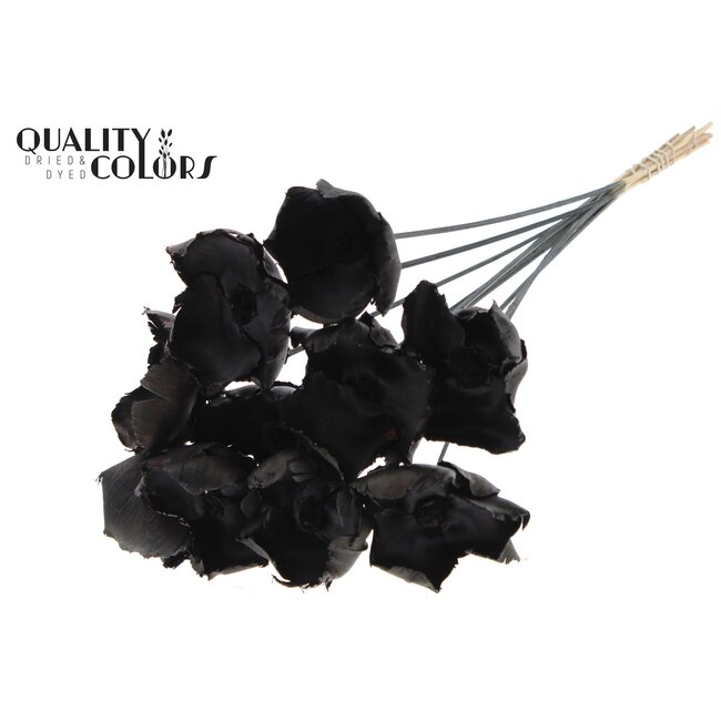Dried Palm Cup on stem | Colour: Black | Length ± 50 centimetres | Per 10 stems