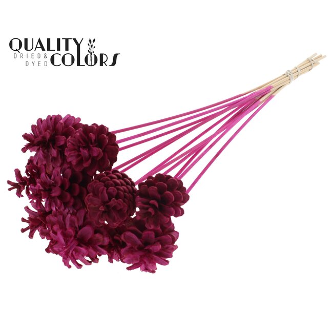 Pine cone on stick | Colour: Intense Lilac | Pine cone diameter 5 - 7 centimetres | Length ± 50 centimetres | Per 10 picks