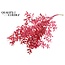 Dried Ruscus | Colour: Cherry-coloured | Ruscus Dried Flowers | Length ± 70 centimetres | 10 stems per bunch | Per bunch