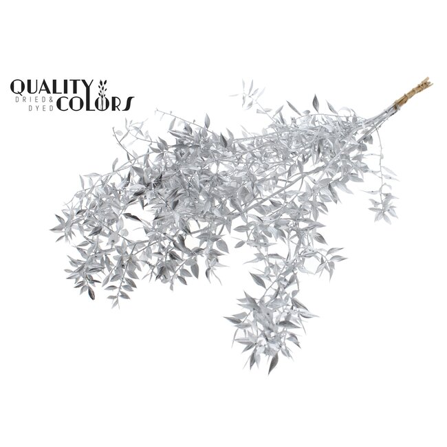 Dried Ruscus | Colour: Silver | Ruscus Dried Flowers | Length ± 70 centimetres | 10 stems per bunch | Per bunch