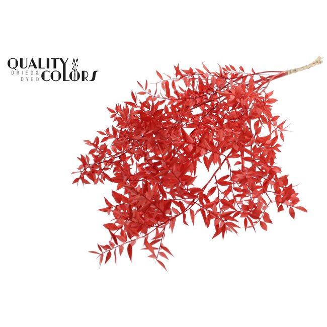 Dried Ruscus | Colour: Red | Ruscus Dried Flowers | Length ± 70 centimetres | 10 stems per bunch | Per bunch