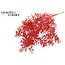 Dried Ruscus | Colour: Red | Ruscus Dried Flowers | Length ± 70 centimetres | 10 stems per bunch | Per bunch