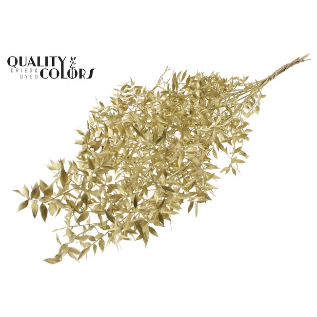 Dried Ruscus | Colour: Gold | Ruscus Dried Flowers | Length ± 70 centimetres | 10 stems per bunch | Per bunch