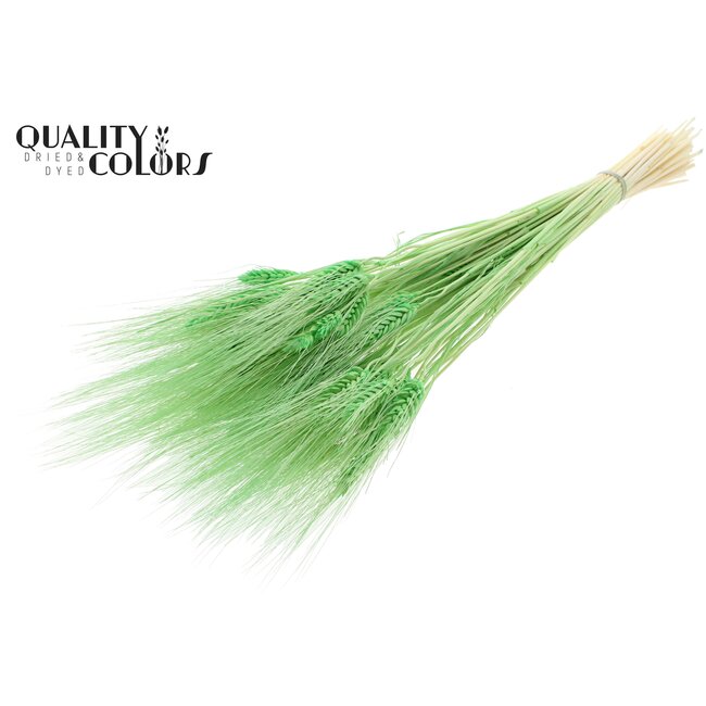 Dried Beard Wheat | Colour: Intense Mint Green | Triticum Beard Dried Flowers | Length ± 70 centimetres | Per bunch