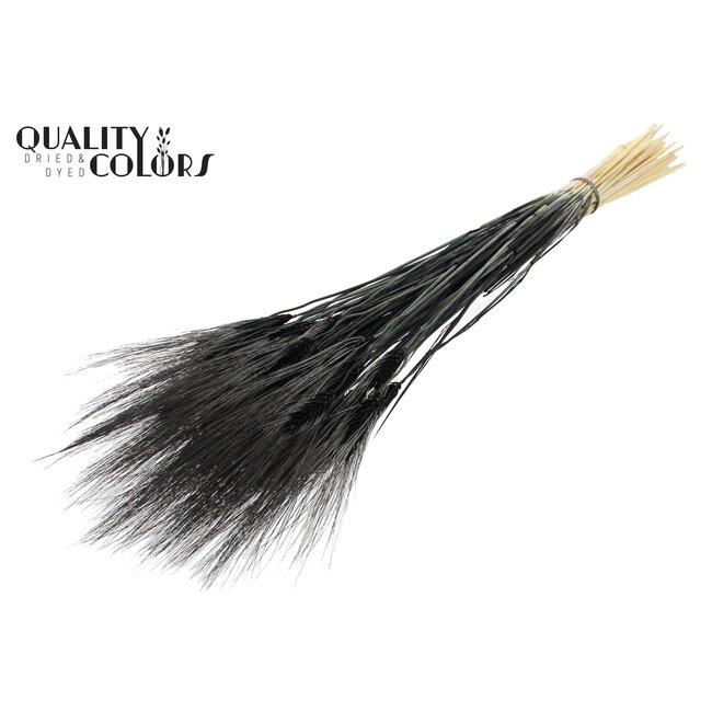 Dried Bearded Wheat | Colour: Intense Black | Triticum Beard Dried Flowers | Length ± 70 centimetres | Per bunch