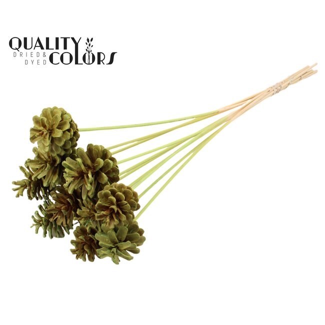 Pine cone on stick | Colour: Intense Mint Green | Pine cone diameter 5 - 7 centimetres | Length ± 50 centimetres | Per 10 picks