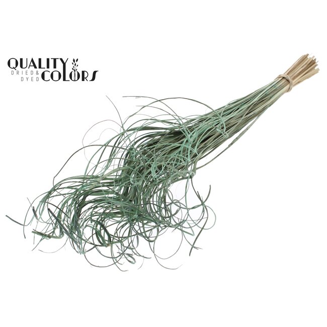 Dried Palm Leaf Vein | Curly Ting Ting | Colour: Mint Green | Dried Decoration | Length ± 70 centimetres | Per 100 stems