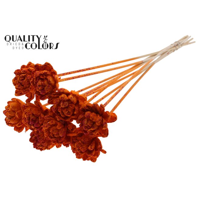 Shola Houten Roos op stok | Kleur: Gespetterd Oranje Rood | Shola New Beauty Rose Bijsteker | Diameter roos 6 centimeter | Lengte bijsteker ± 50 centimeter | Per 10 bijstekers