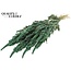Dried Amaranthus | Colour: Mint Green | Cat Tail Dried Flowers | Length ± 60 centimetres | Per bunch