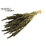 Dried Amaranthus | Colour: Olive Green | Cat's Tail Dried Flowers | Length ± 60 centimetres | Per bunch
