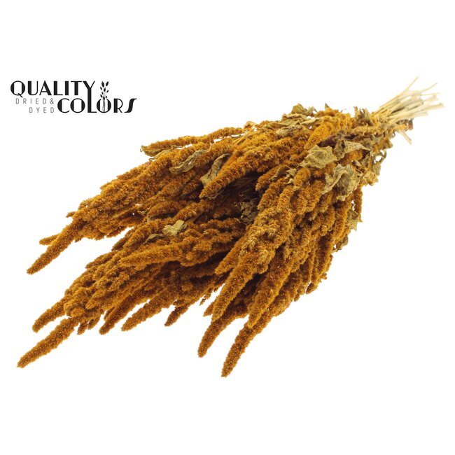 Dried Amaranthus | Colour: Apricot | Cat's Tail Dried Flowers | Length ± 60 centimetres | Per bunch