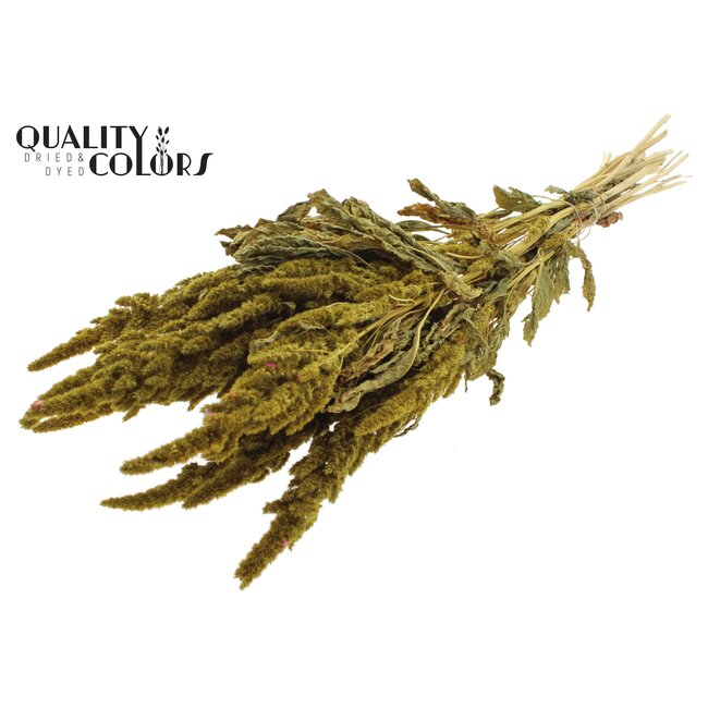 Dried Amaranthus | Colour: Yellow | Cat's Tail Dried Flowers | Length ± 60 centimetres | Per bunch