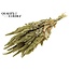 Gedroogde Amaranthus | Kleur: Naturel Groen | Kattenstaart Droogbloemen | Lengte ± 60 centimeter | Per bos