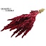 Dried Amaranthus | Colour: Cherry-coloured | Cat's Tail Dried Flowers | Length ± 60 centimetres | Per bunch