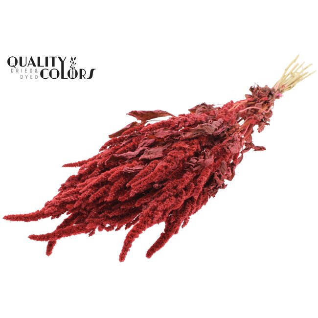 Dried Amaranthus | Colour: Coral | Cat's Tail Dried Flowers | Length ± 60 centimetres | Per bunch