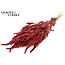 Dried Amaranthus | Colour: Coral | Cat's Tail Dried Flowers | Length ± 60 centimetres | Per bunch