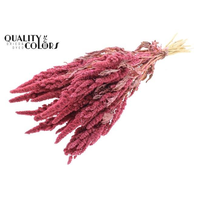 Dried Amaranthus | Colour: Pink | Cat's Tail Dried Flowers | Length ± 60 centimetres | Per bunch
