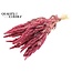 Getrockneter Amaranthus | Farbe: Rosa | Katzenschwanz Trockenblumen | Länge ± 60 Zentimeter | Pro Bund