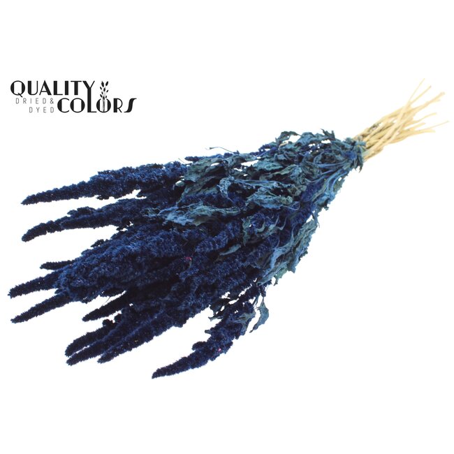 Dried Amaranthus | Colour: Blue | Cat's Tail Dried Flowers | Length ± 60 centimetres | Per bunch