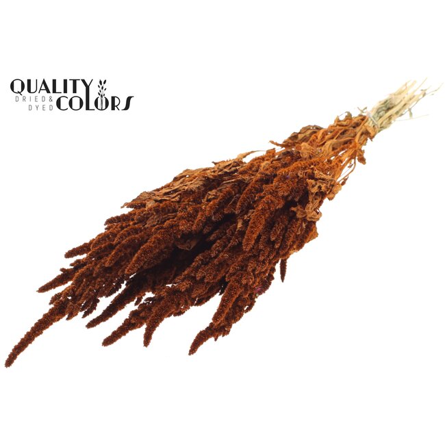 Dried Amaranthus | Colour: Terracotta | Cat Tail Dried Flowers | Length ± 60 centimetres | Per bunch