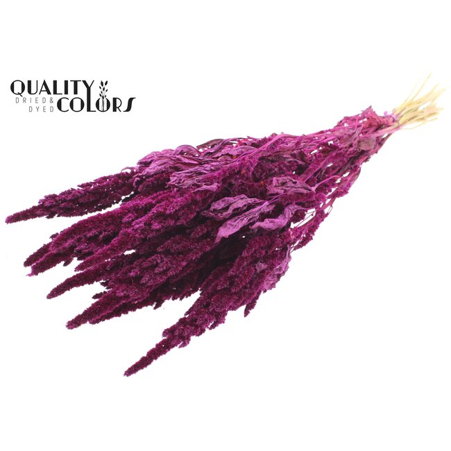 Dried Amaranthus | Colour: Lilac | Cat's Tail Dried Flowers | Length ± 60 centimetres | Per bunch