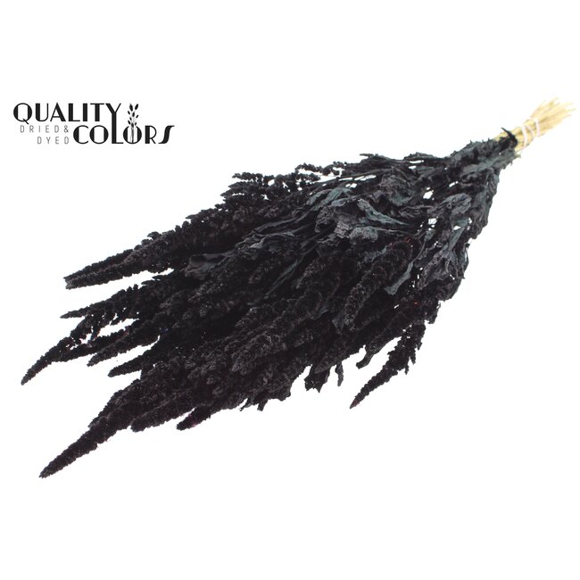 Dried Amaranthus | Colour: Black | Cat's Tail Dried Flowers | Length ± 60 centimetres | Per bunch
