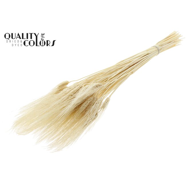 Dried Bearded Wheat | Colour: White Bleached | Triticum Beard Dried Flowers | Length ± 70 centimetres | Per bunch